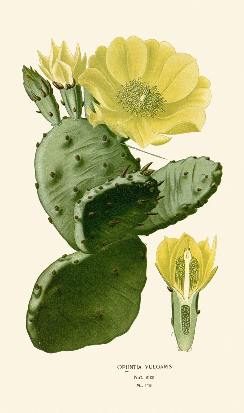 Opuntia Vulgaris by Edward Step, 1896-1897 — digital art print download