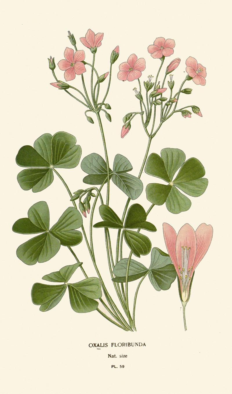 Oxalis Floribunda by Edward Step, 1896-1897 — digital art print download