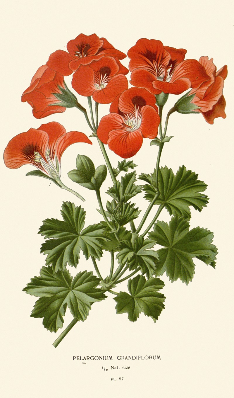 Pelargonium Grandiflorum by Edward Step, 1896-1897 — digital art print download