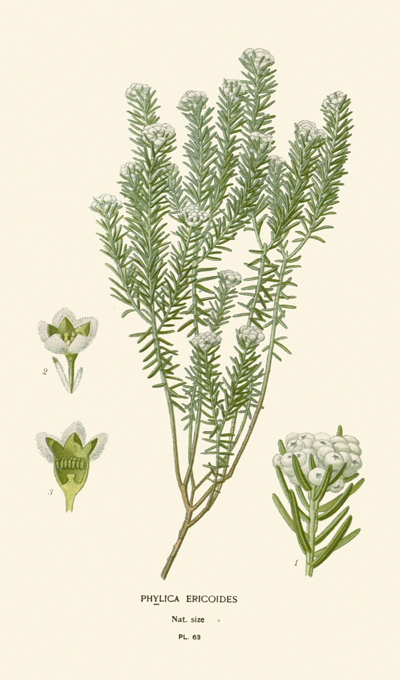 Phylica Ericoides by Edward Step, 1896-1897 — digital art print download