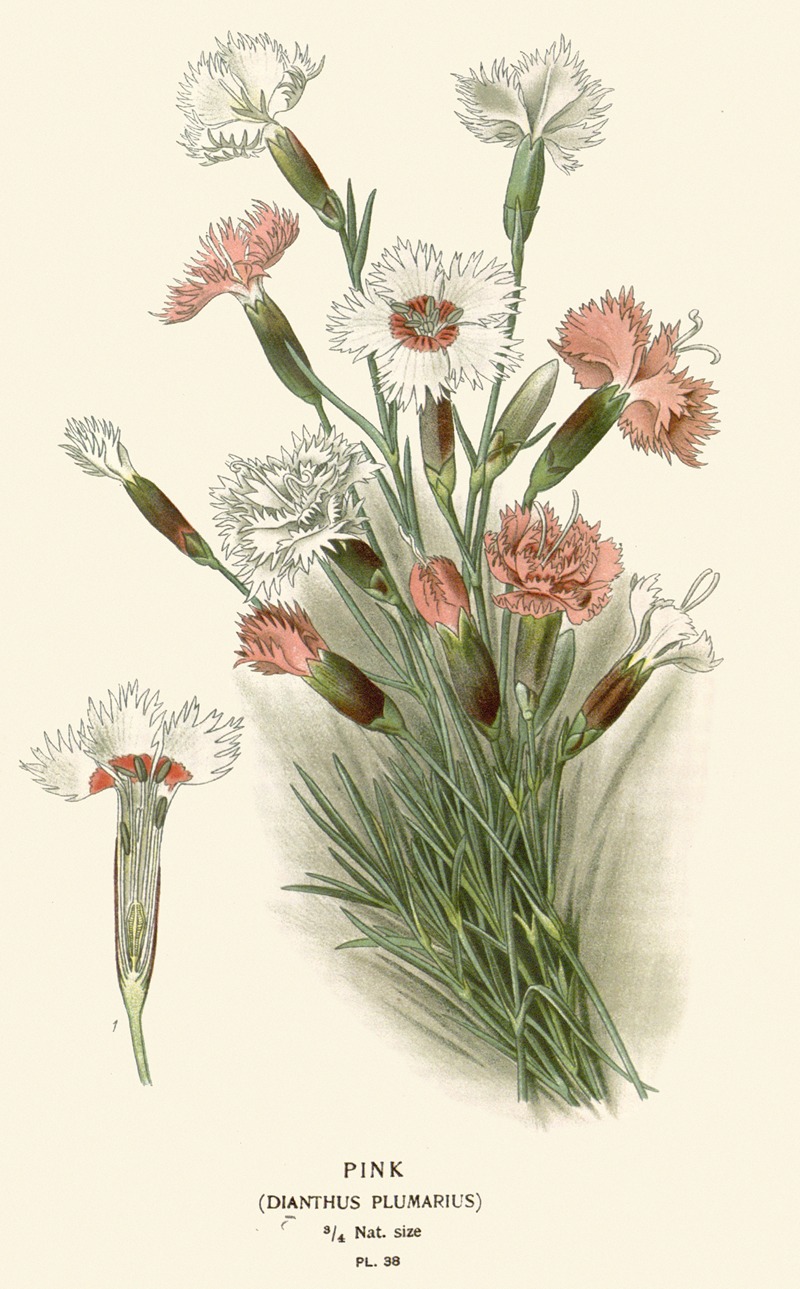 Pink by Edward Step, 1896-1897 — digital art print download