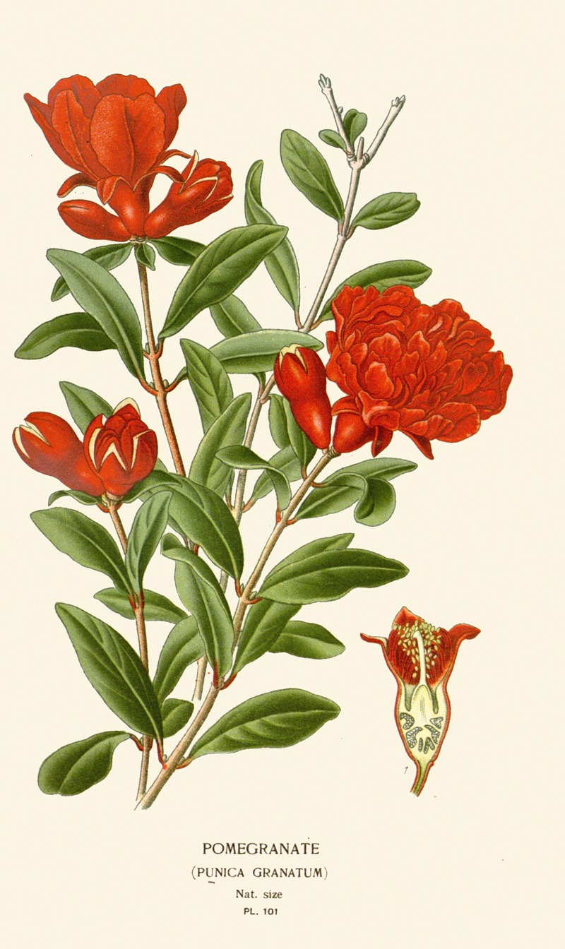 Pomegranate by Edward Step, 1896-1897 — digital art print download