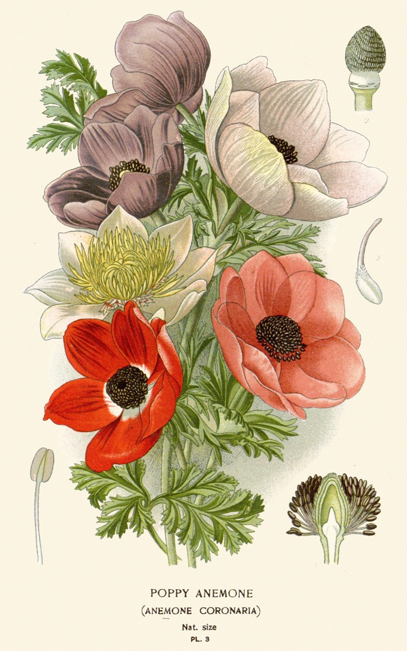 Poppy Anemone by Edward Step, 1896-1897 — digital art print download
