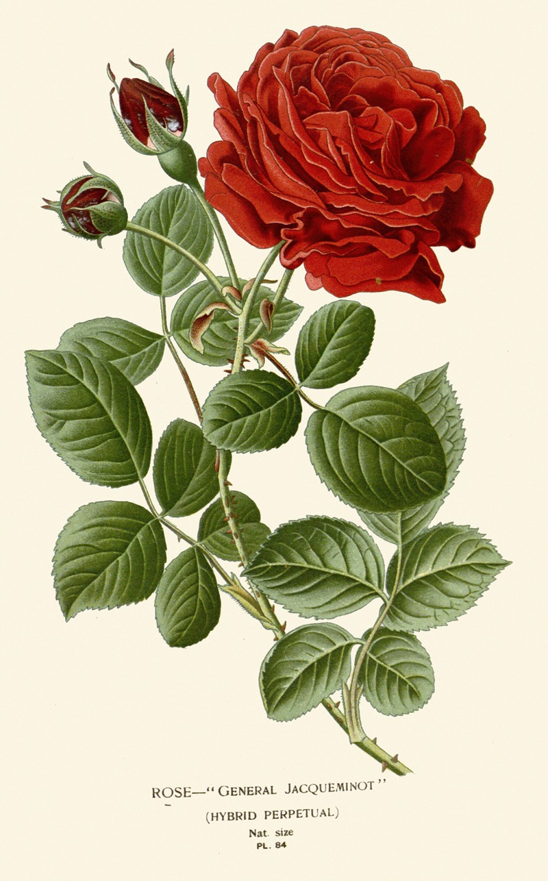 Rose – General Jacqueminot by Edward Step, 1896-1897 — digital art print download