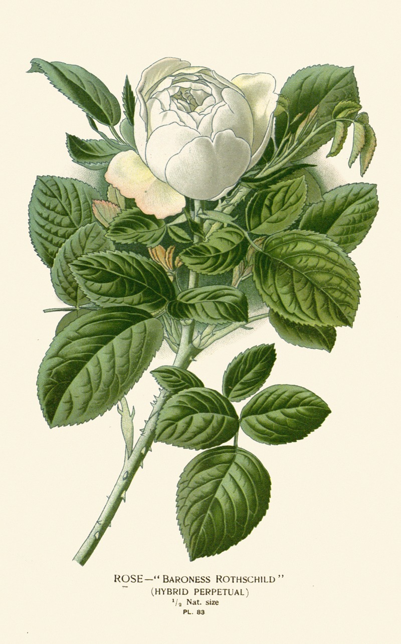 Rose- Baroness Rothschild by Edward Step, 1896-1897 — digital art print download