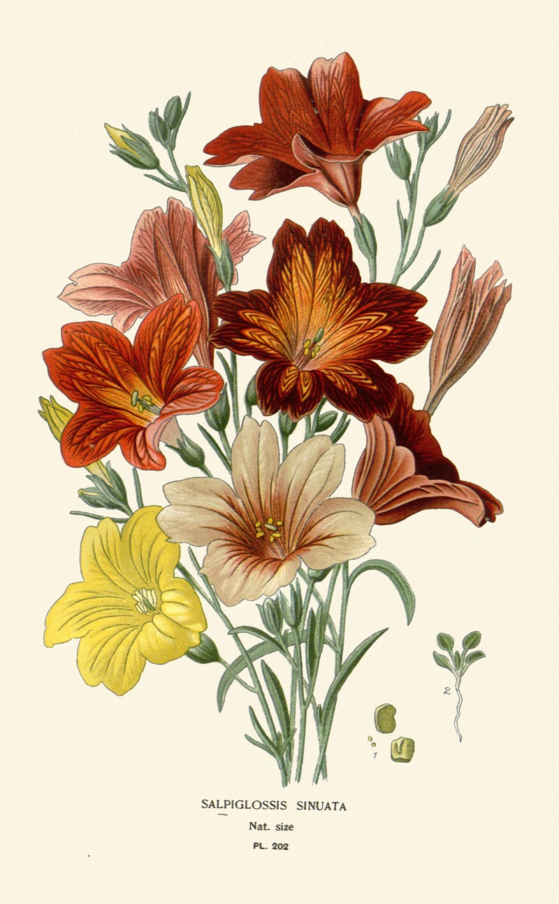 Salpiglossis Sinuata by Edward Step, 1896-1897 — digital art print download