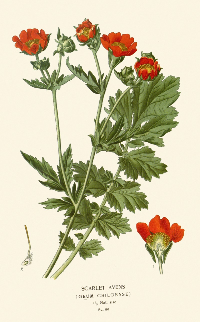 Scarlet Avens by Edward Step, 1896-1897 — digital art print download