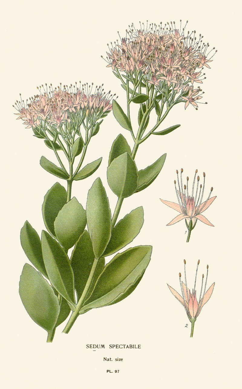 Sedum Spectabile by Edward Step, 1896-1897 — digital art print download