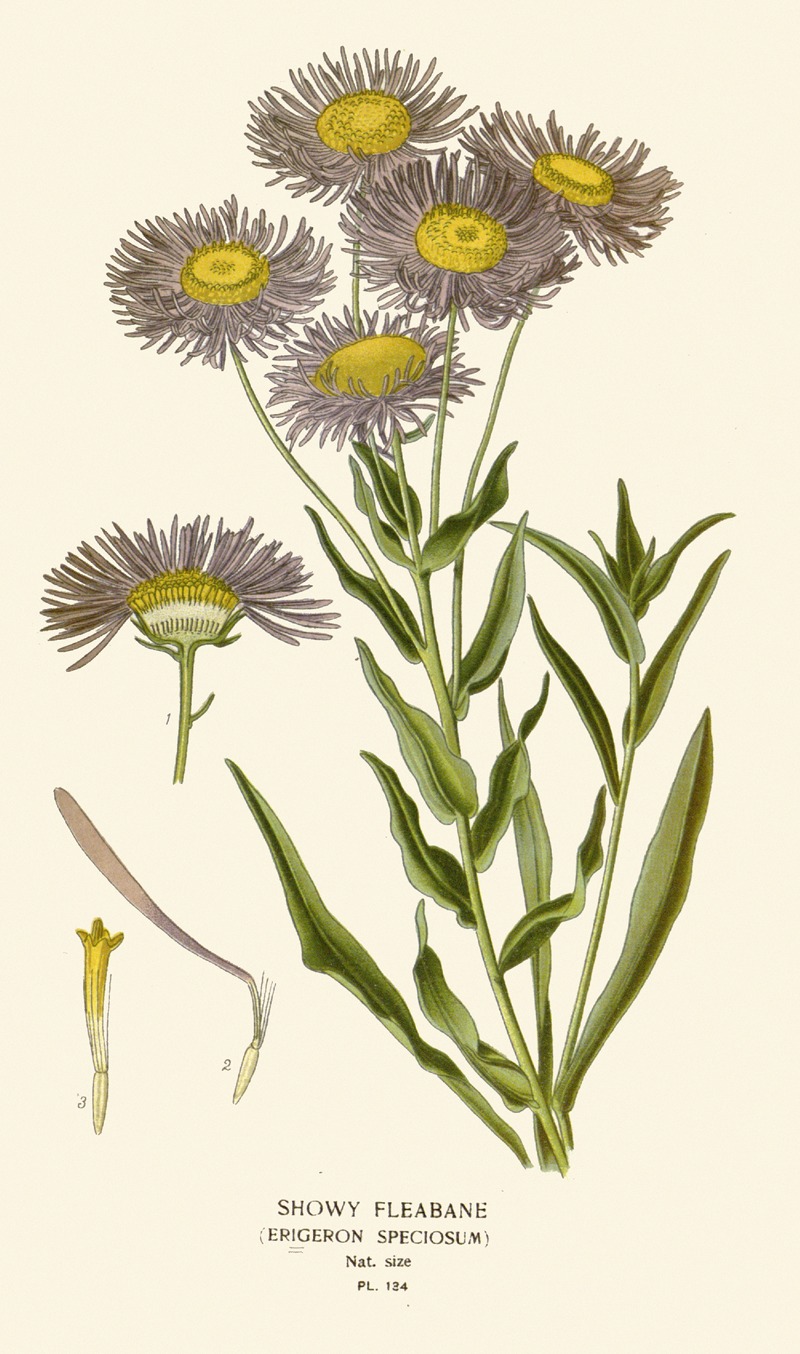 Showy Fleabane by Edward Step, 1896-1897 — digital art print download