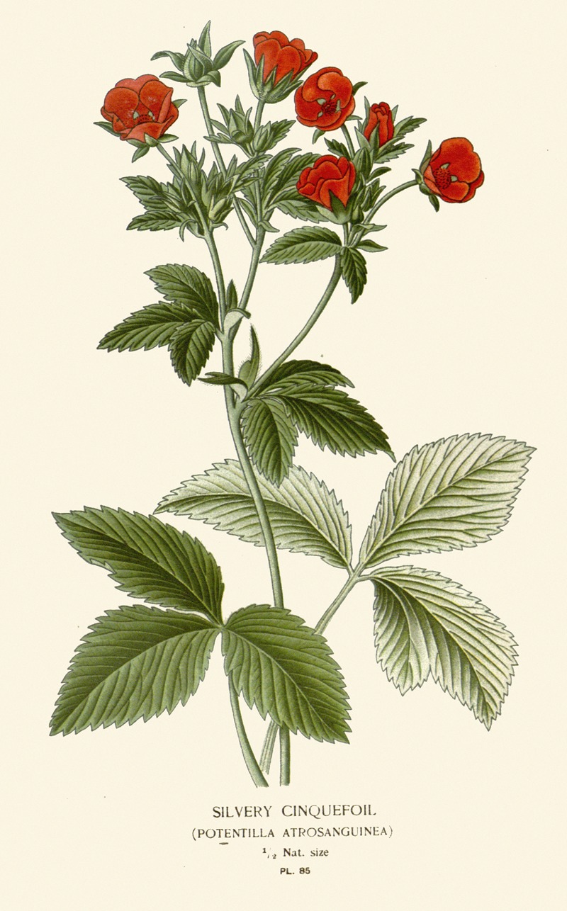 Silvery Cinquefoil by Edward Step, 1896-1897 — digital art print download