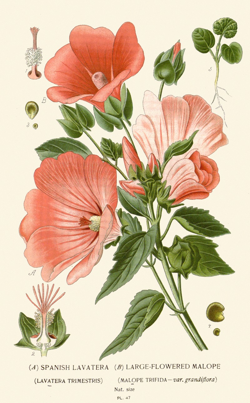 Spanish Lavatera, Large-flowered Malope by Edward Step, 1896-1897 — digital art print download