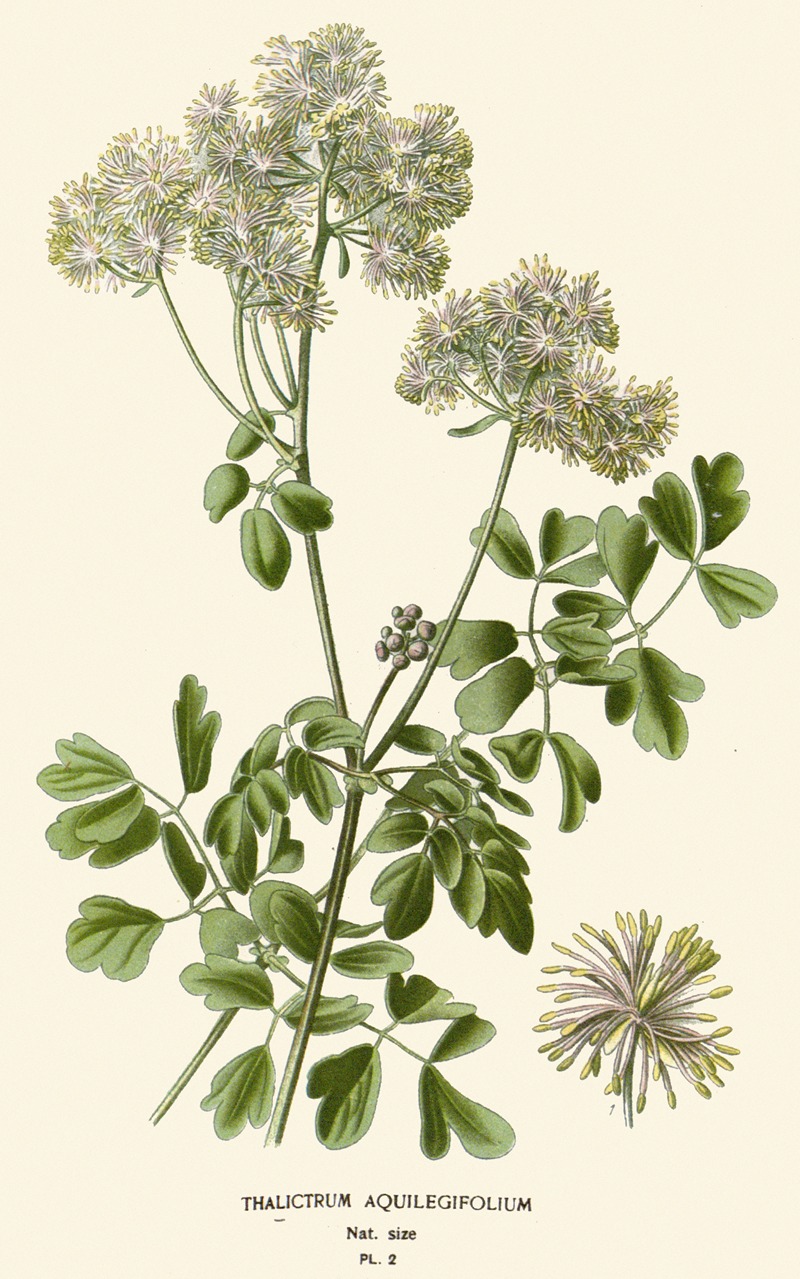 Thalictrum Aquilegifolium by Edward Step, 1896-1897 — digital art print download