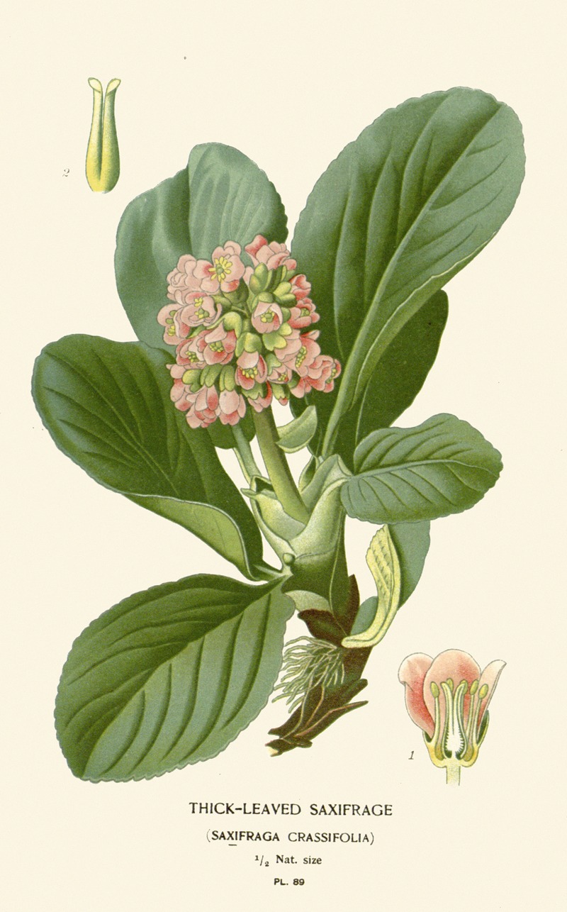 Thick-leaved Saxifrage by Edward Step, 1896-1897 — digital art print download
