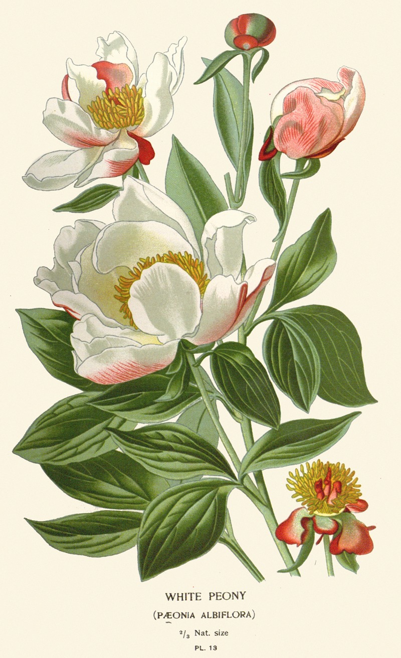 White Peony by Edward Step, 1896-1897 — digital art print download
