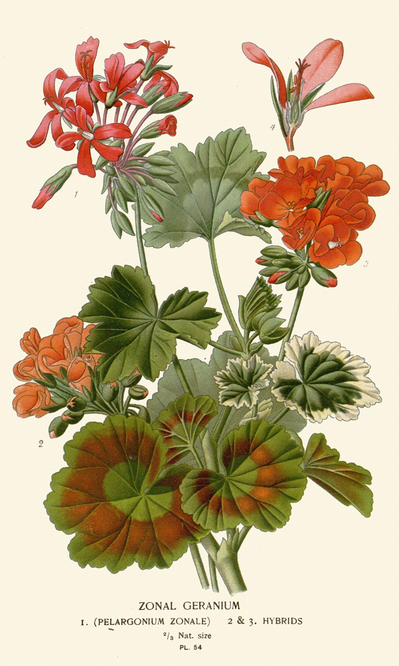 Zonal Geranium by Edward Step, 1896-1897 — digital art print download