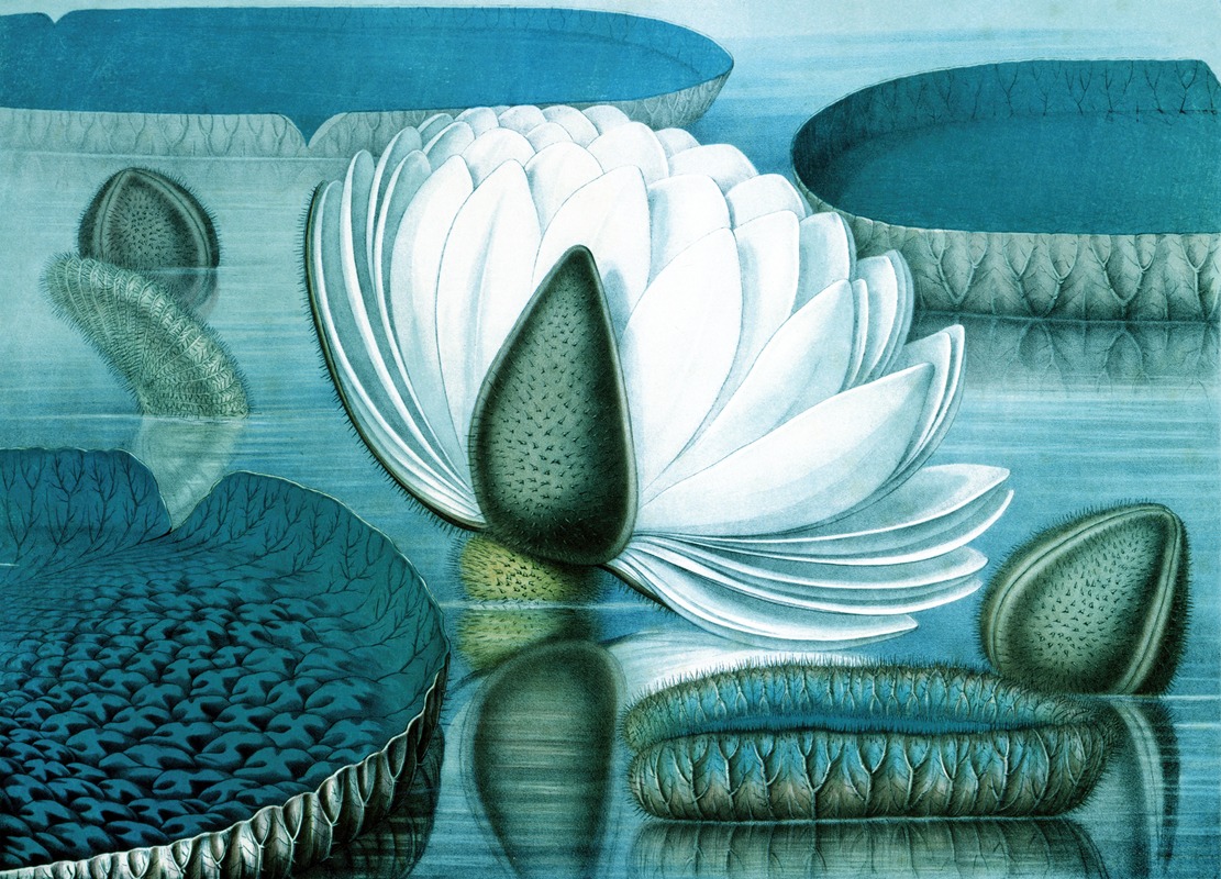 Waterlilies by Уильям Шарп, 1854 — digital art print download