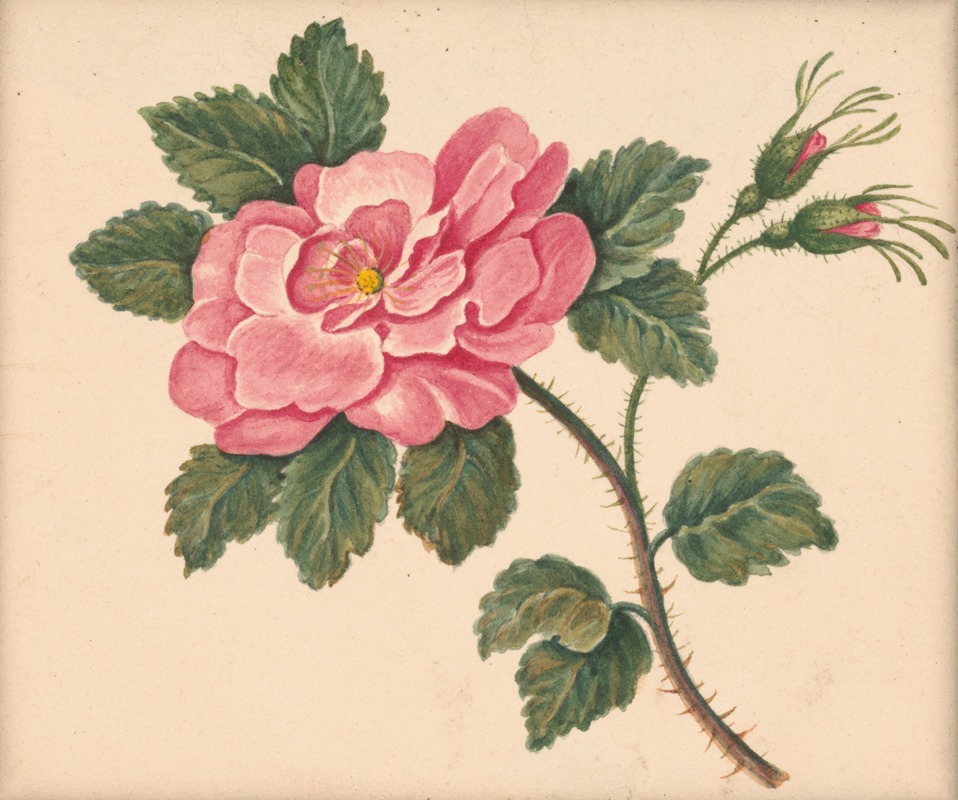 Rose on a stem with leaves and unopened blossoms — William Wood Thackara