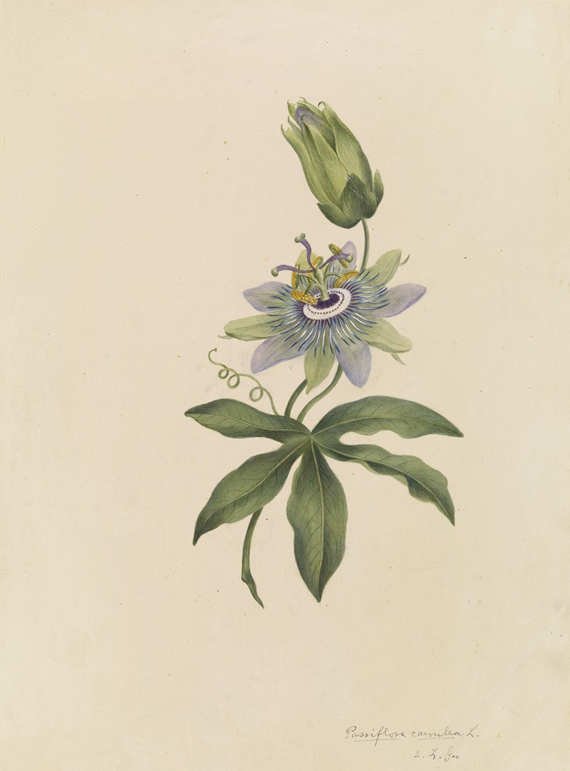 Deborah Griscom Passmore watercolor album Pl.20 — Deborah Griscom Passmore
