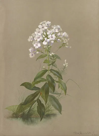 Deborah Griscom Passmore watercolor album Pl.35 by Deborah Griscom Passmore, 1911 — digital art print download