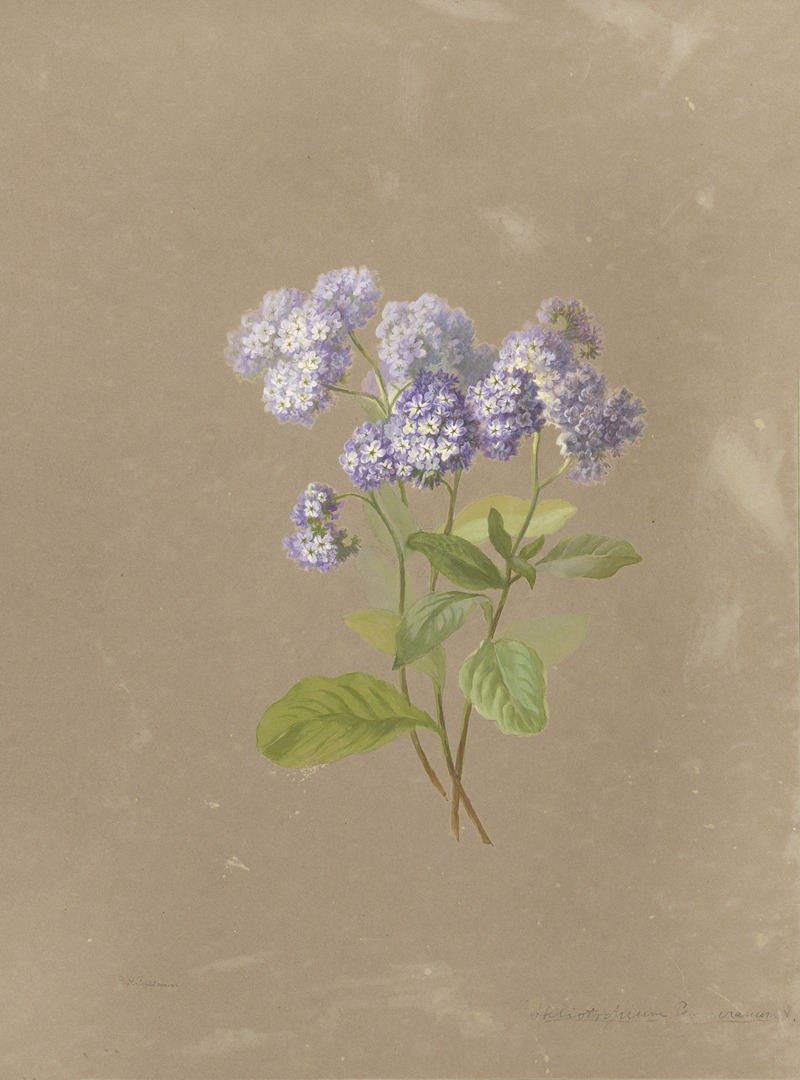 Deborah Griscom Passmore watercolor album Pl.36 — Deborah Griscom Passmore