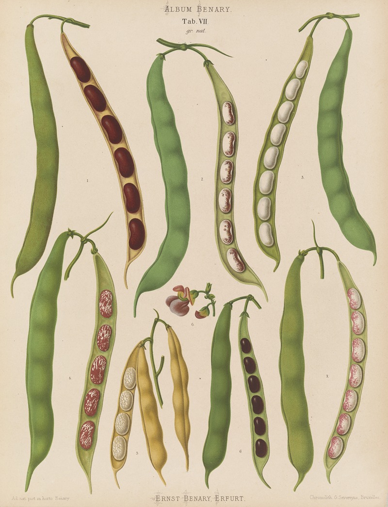 Beans – Dwarf French, Kidney, or Snap — Ernst Benary