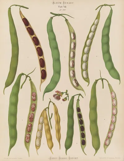 Beans – Dwarf French, Kidney, or Snap by Ernst Benary, 1876-1886 — digital art print download