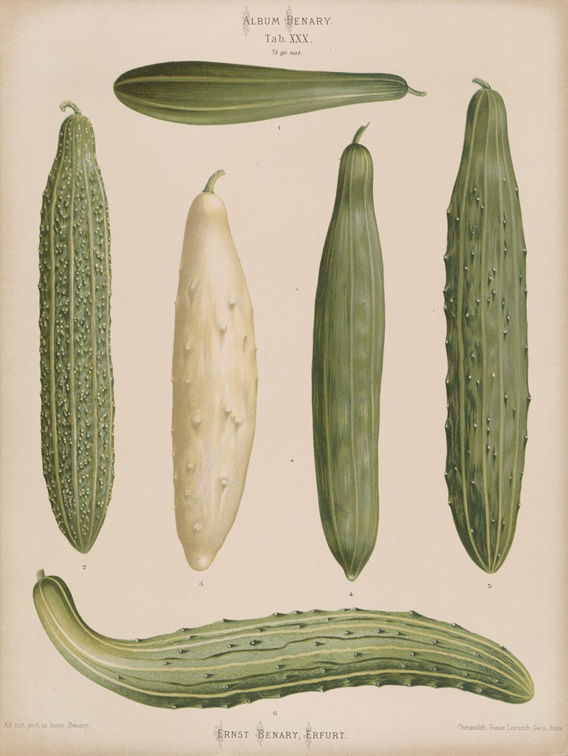 Frame Cucumbers by Ernst Benary, 1876-1886 — digital art print download