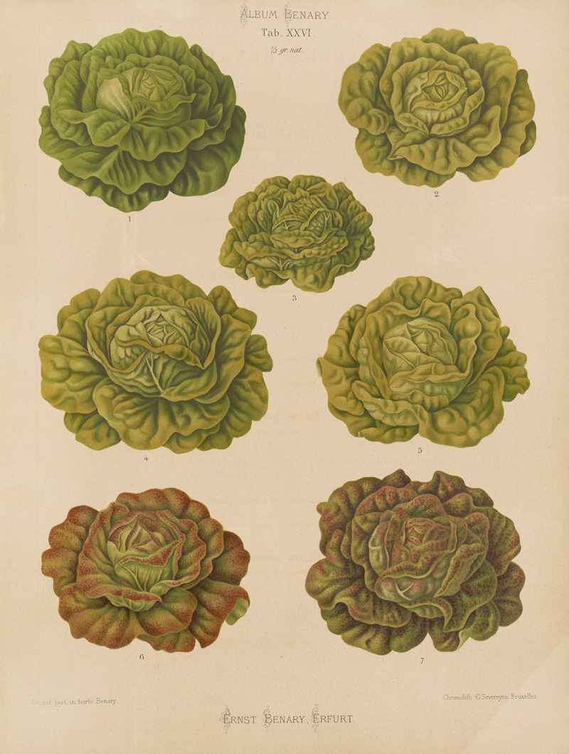 Lettuces – Cabbage Varieties by Ernst Benary, 1876-1886 — digital art print download