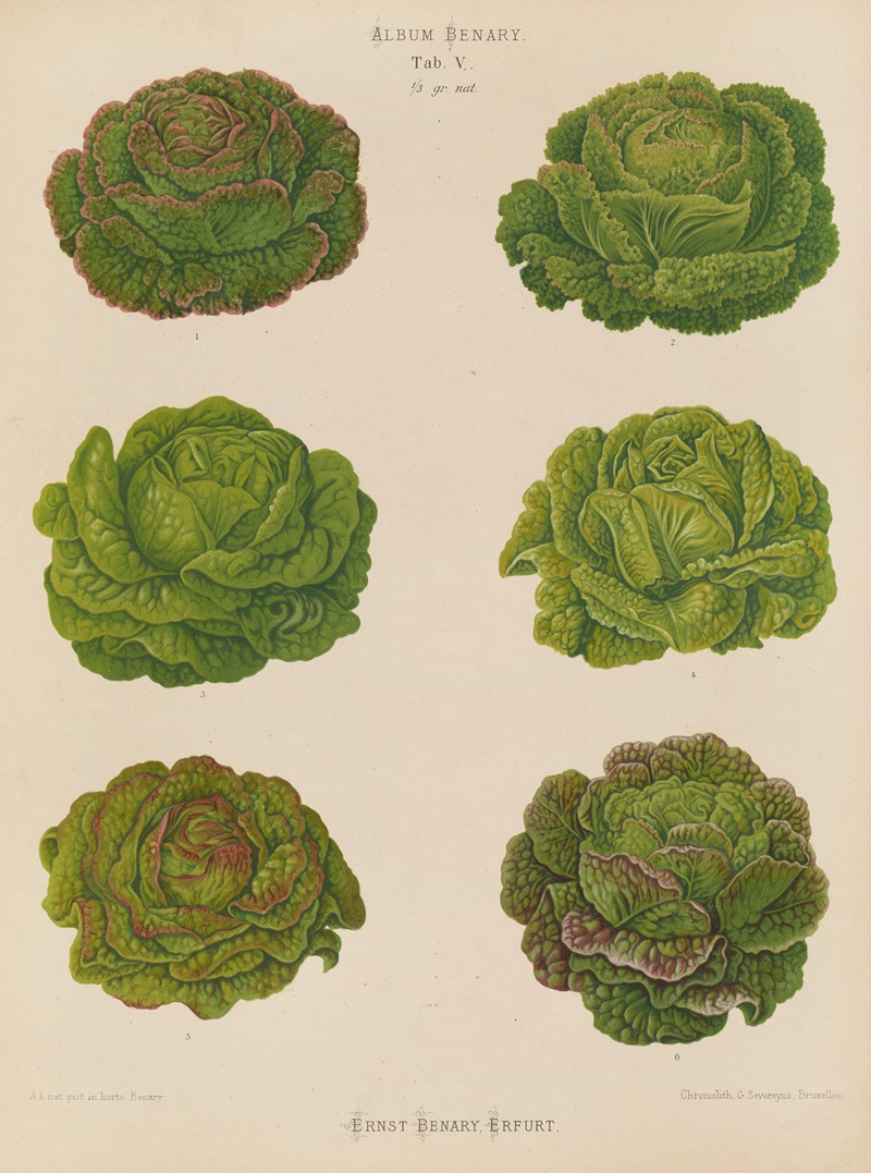 Lettuces – Cabbage Varieties by Ernst Benary, 1876-1886 — digital art print download