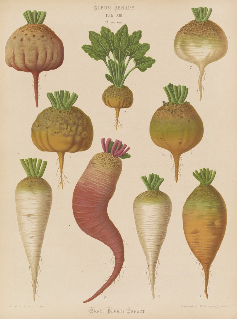 Mangel Wurzels. Sugar Beets by Ernst Benary, 1876-1886 — digital art print download