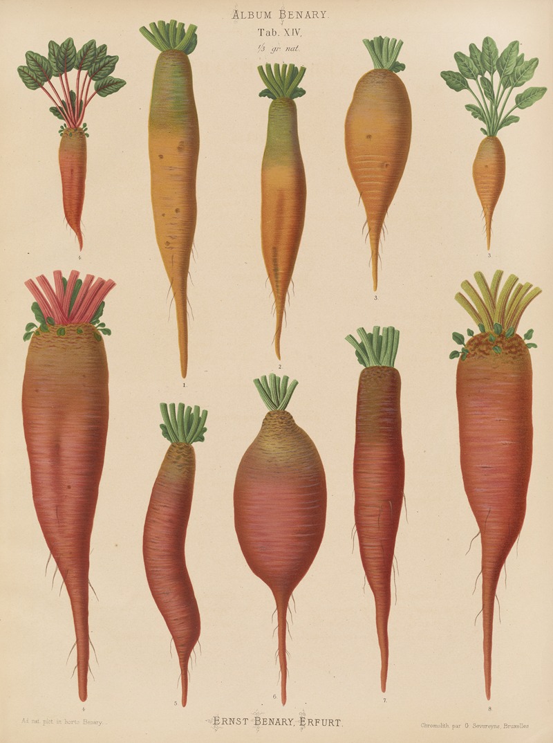 Mangold Wurzels by Ernst Benary, 1876-1886 — digital art print download