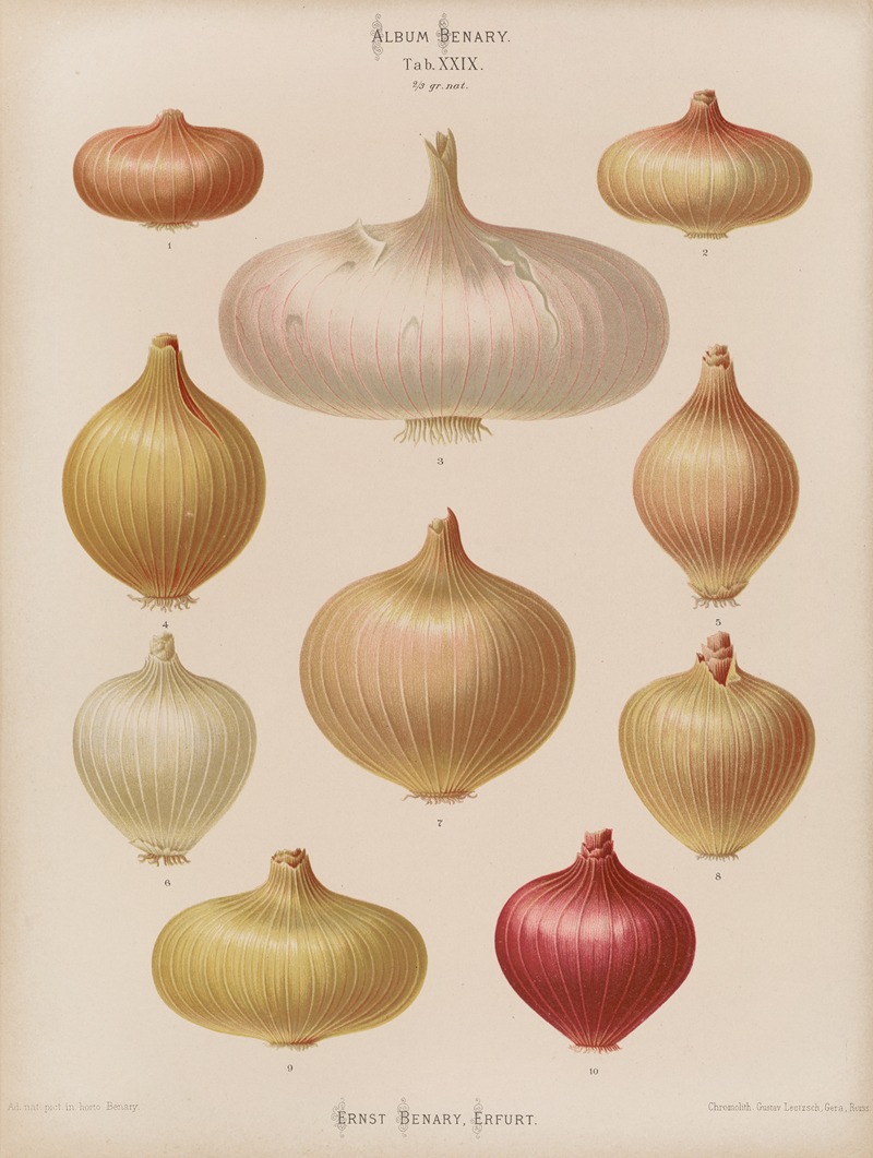 Onions by Ernst Benary, 1876-1886 — digital art print download