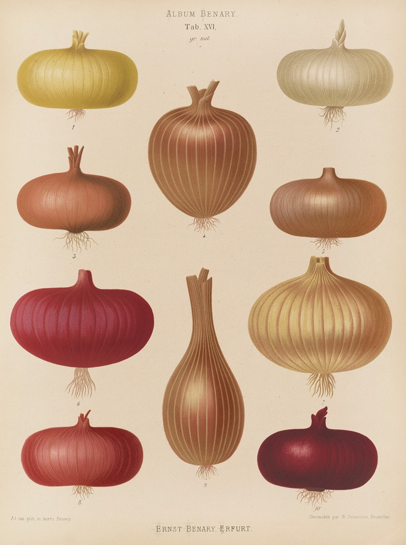 Onion by Ernst Benary, 1876-1886 — digital art print download