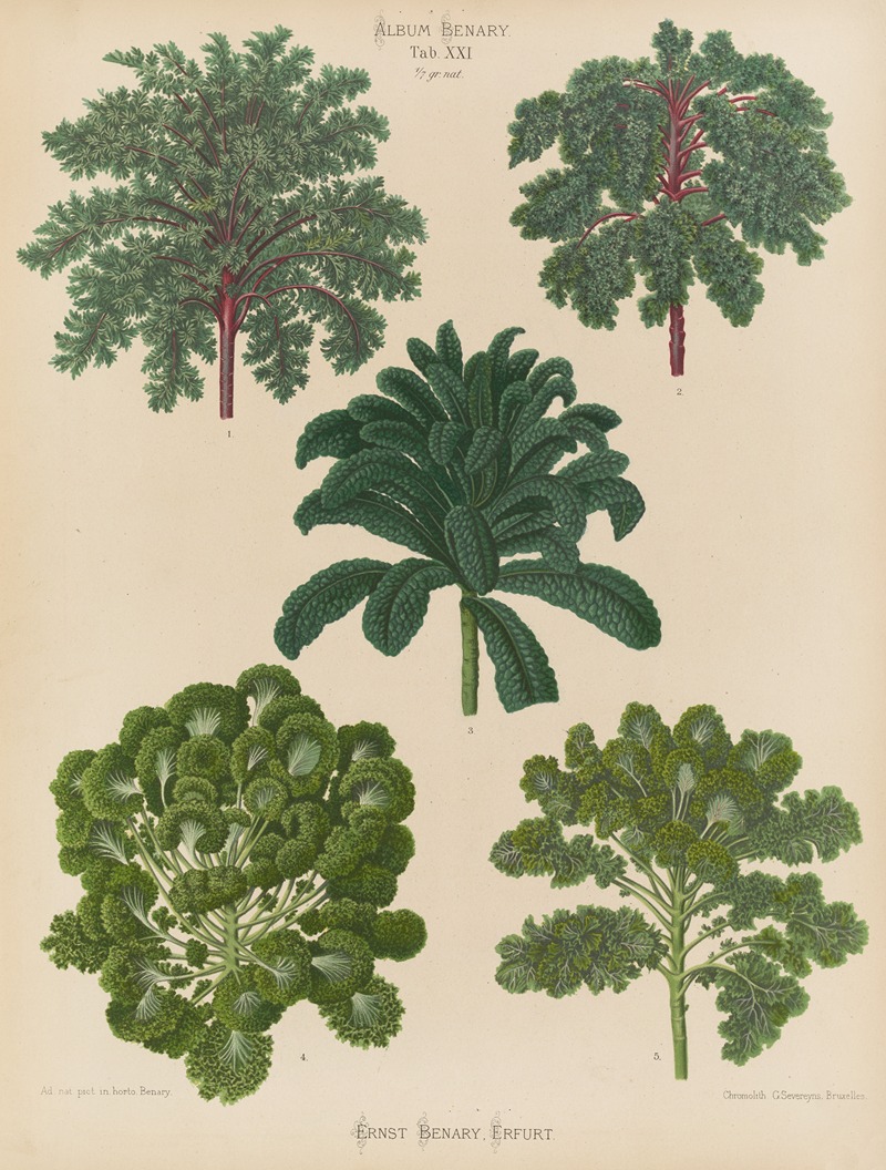Ornamental Borecoles, or Kales by Ernst Benary, 1876-1886 — digital art print download