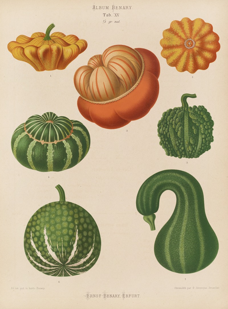 Ornamental Gourds by Ernst Benary, 1876-1886 — digital art print download