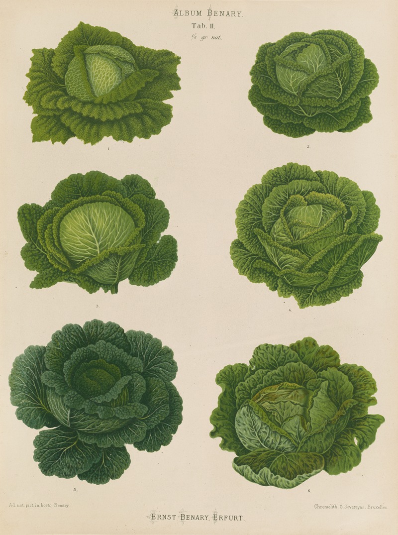 Savoy Cabbages by Ernst Benary, 1876-1886 — digital art print download