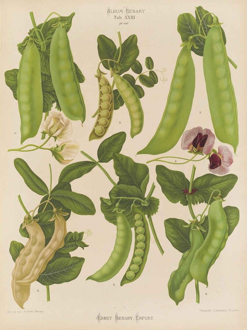 Sugar, or Edible-podded Peas by Ernst Benary, 1876-1886 — digital art print download