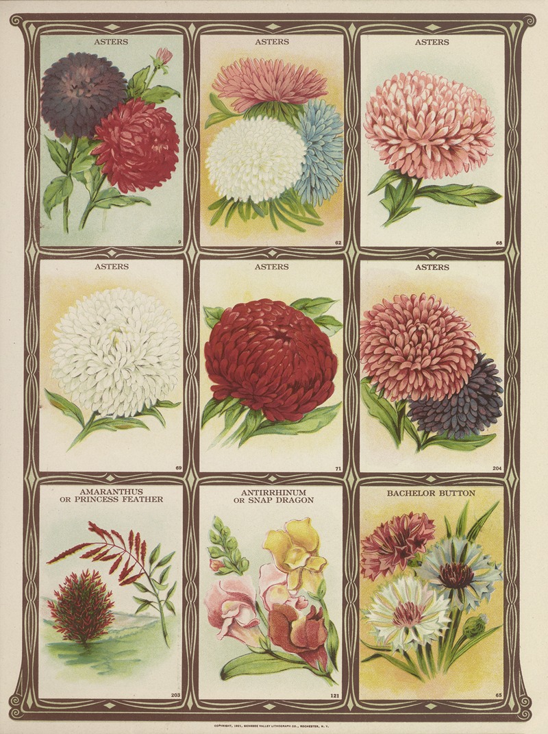 Asters, Amaranthus, Antirrhinum, Bachelor Button by Genesee Valley Lithograph Co., 1921 — digital art print download