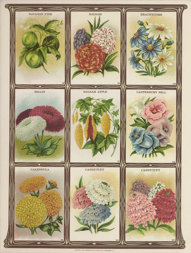 Baloon Vine, Balsam, Brachycome, Bellis…. — Genesee Valley Lithograph Co.