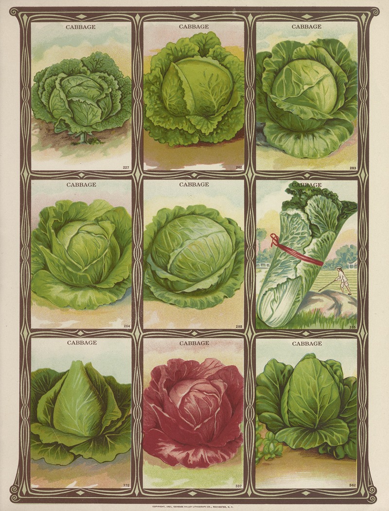 Cabbage by Genesee Valley Lithograph Co., 1921 — digital art print download