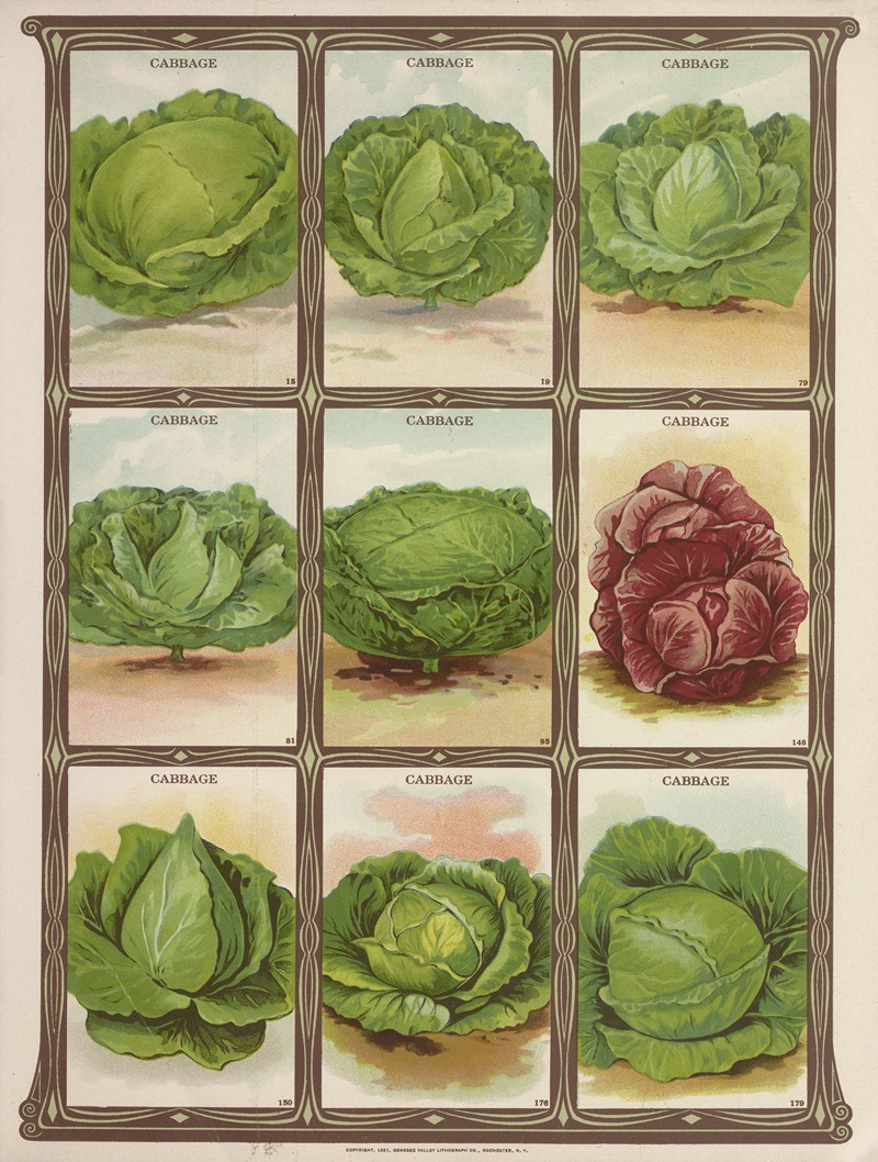 Cabbage by Genesee Valley Lithograph Co., 1921 — digital art print download