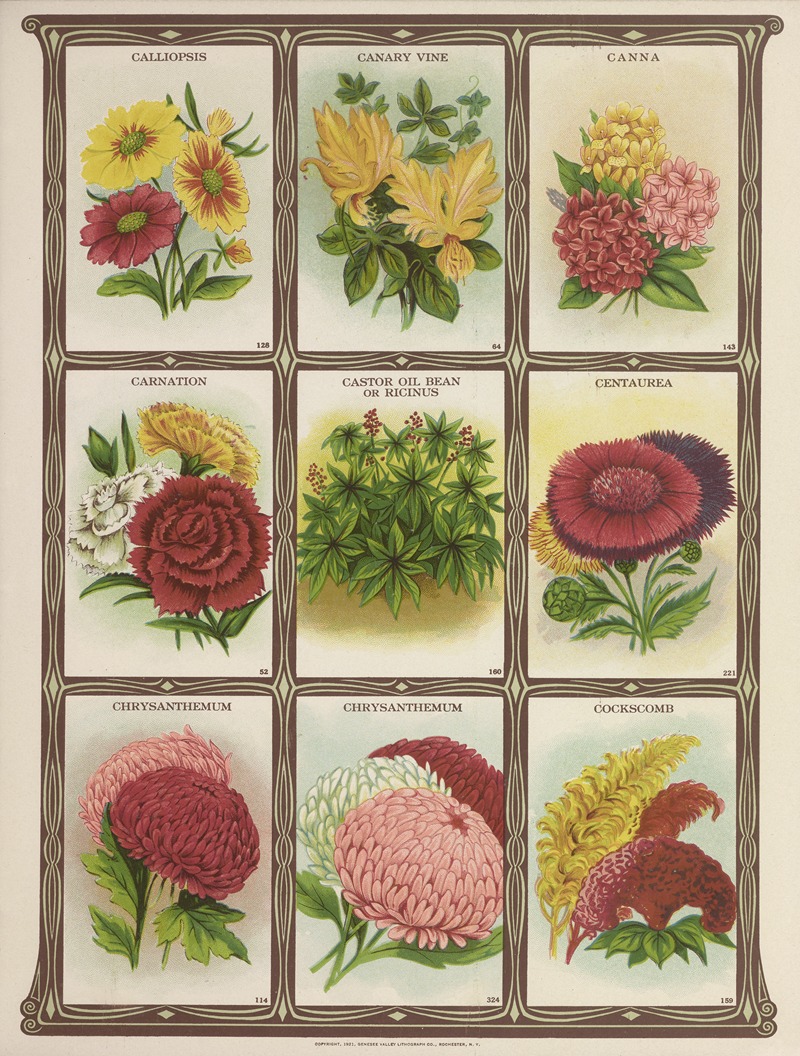 Calliopsis, Canary vine, Canna, Carnation….. — Genesee Valley Lithograph Co.