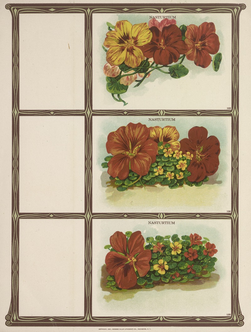 Nasturtium by Genesee Valley Lithograph Co., 1921 — digital art print download