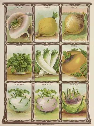 Turnip, Kohl Rabi by Genesee Valley Lithograph Co., 1921 — digital art print download
