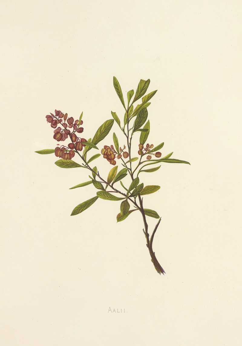 Aalii by Isabella McHutcheson Sinclair, 1885 — digital art print download