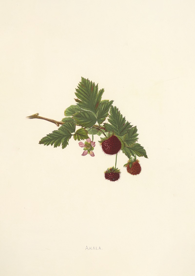 Akala by Isabella McHutcheson Sinclair, 1885 — digital art print download