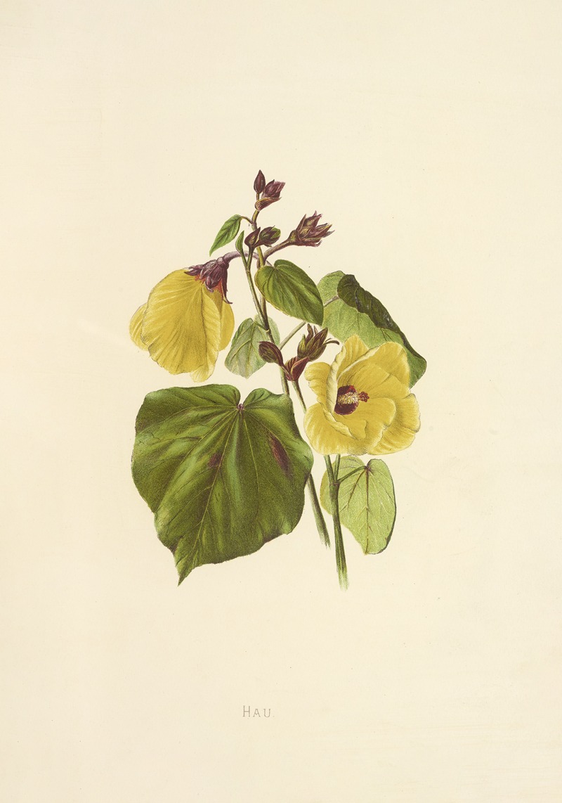 Hau by Isabella McHutcheson Sinclair, 1885 — digital art print download