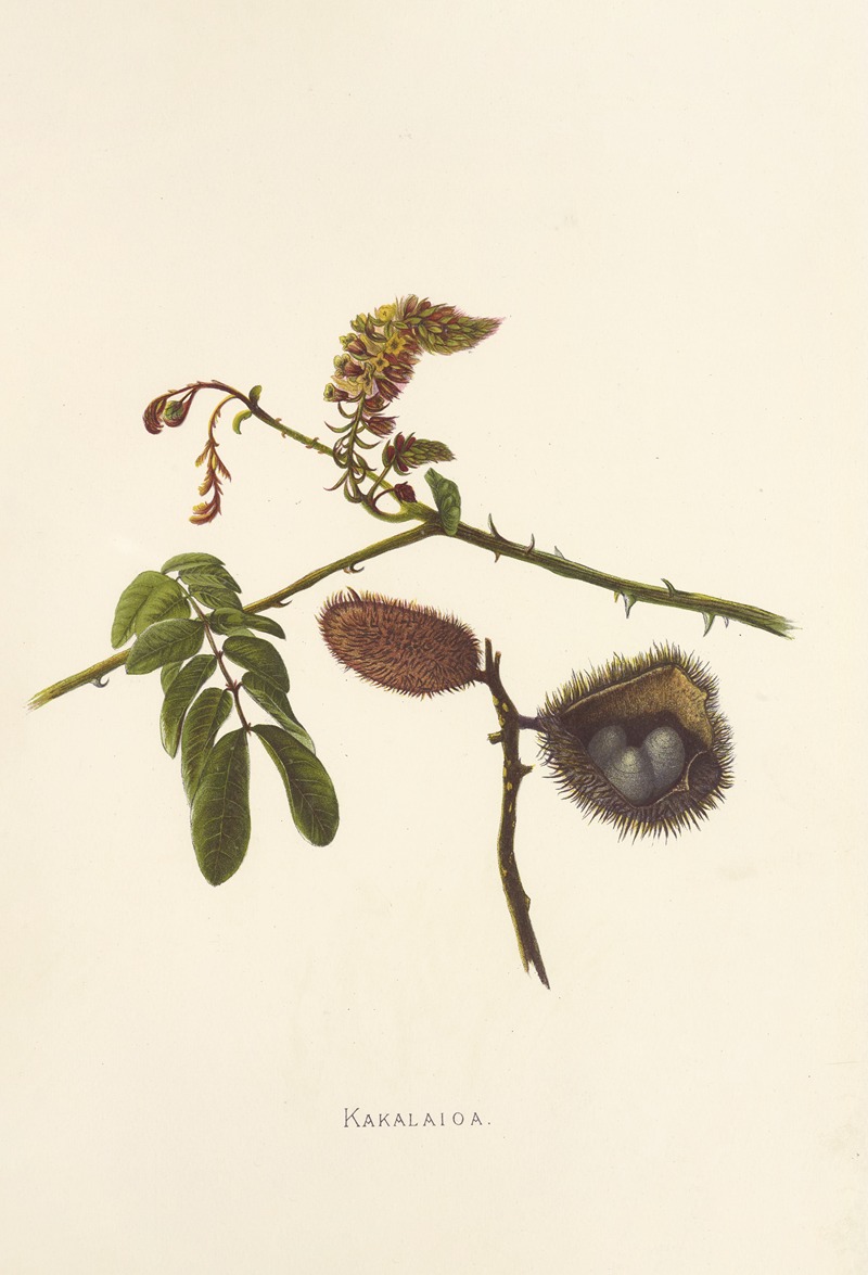 Kakalaioa by Isabella McHutcheson Sinclair, 1885 — digital art print download
