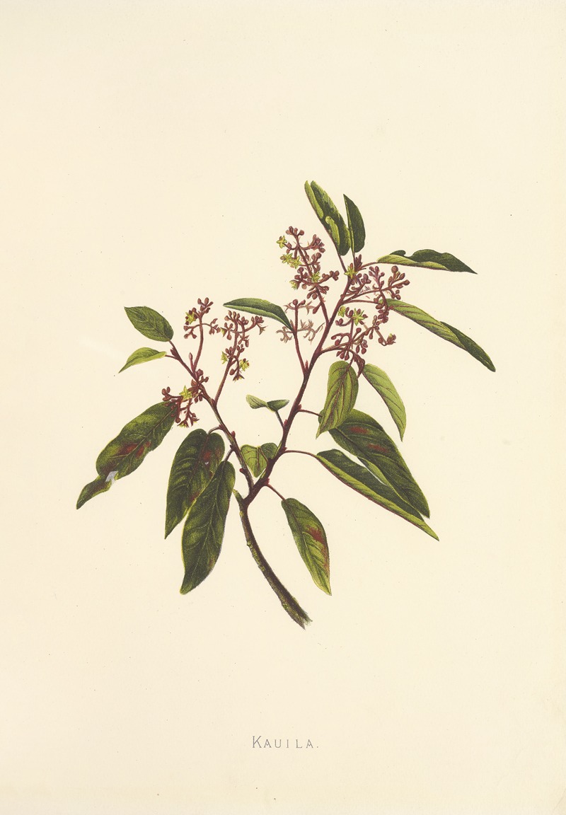 Kauila by Isabella McHutcheson Sinclair, 1885 — digital art print download