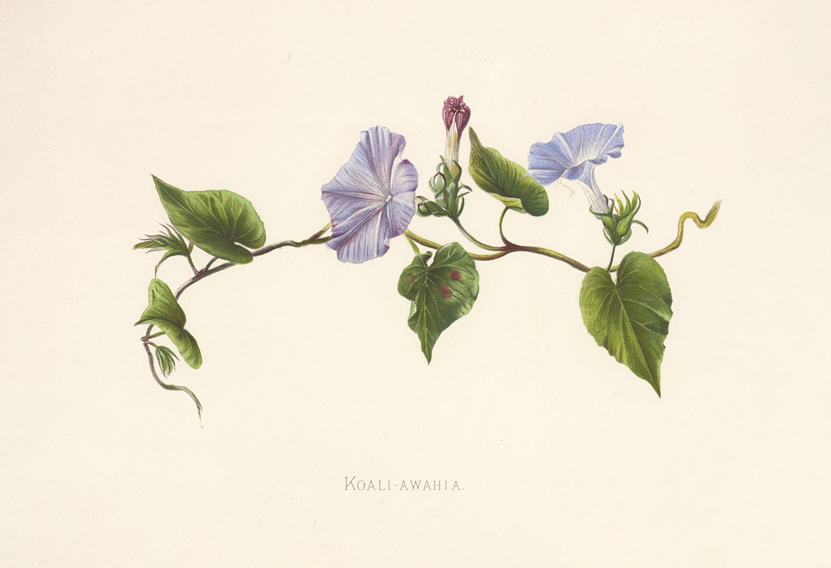 Koali-Awahia by Isabella McHutcheson Sinclair, 1885 — digital art print download